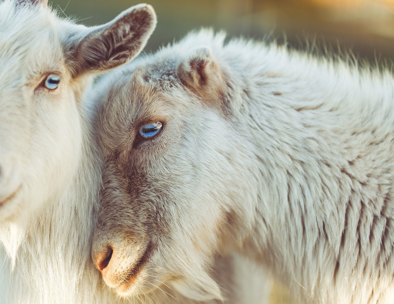 Voer de Wet Dieren uit